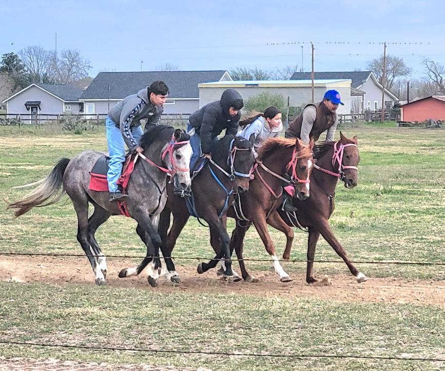 ARABIAN HORSES FOR SALE, SAN ANTONIO TEXAS AREA